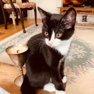 Meet your Posher, Charlie